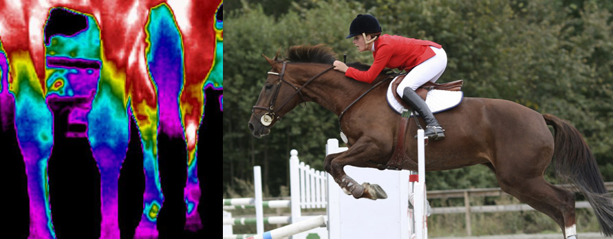EquineIR Header