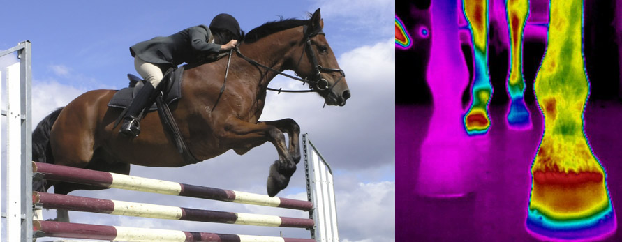 EquineIR Header