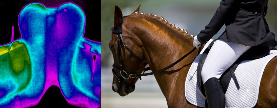 EquineIR Header