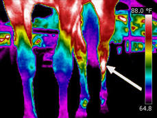Cannon Bone Fracture