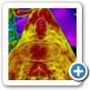 EquineIR up circle consistent with kiss spines lower with back pain